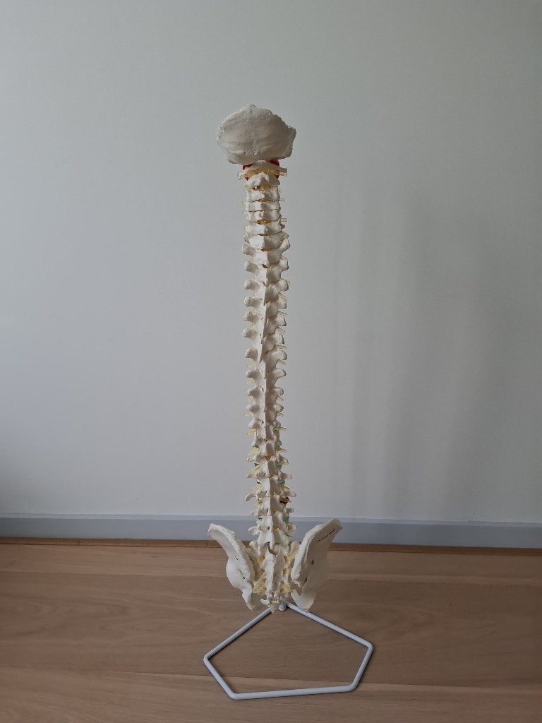 Erler-Zimmer flexibele wervelkolom op standaard, Ophalen, Zo goed als nieuw