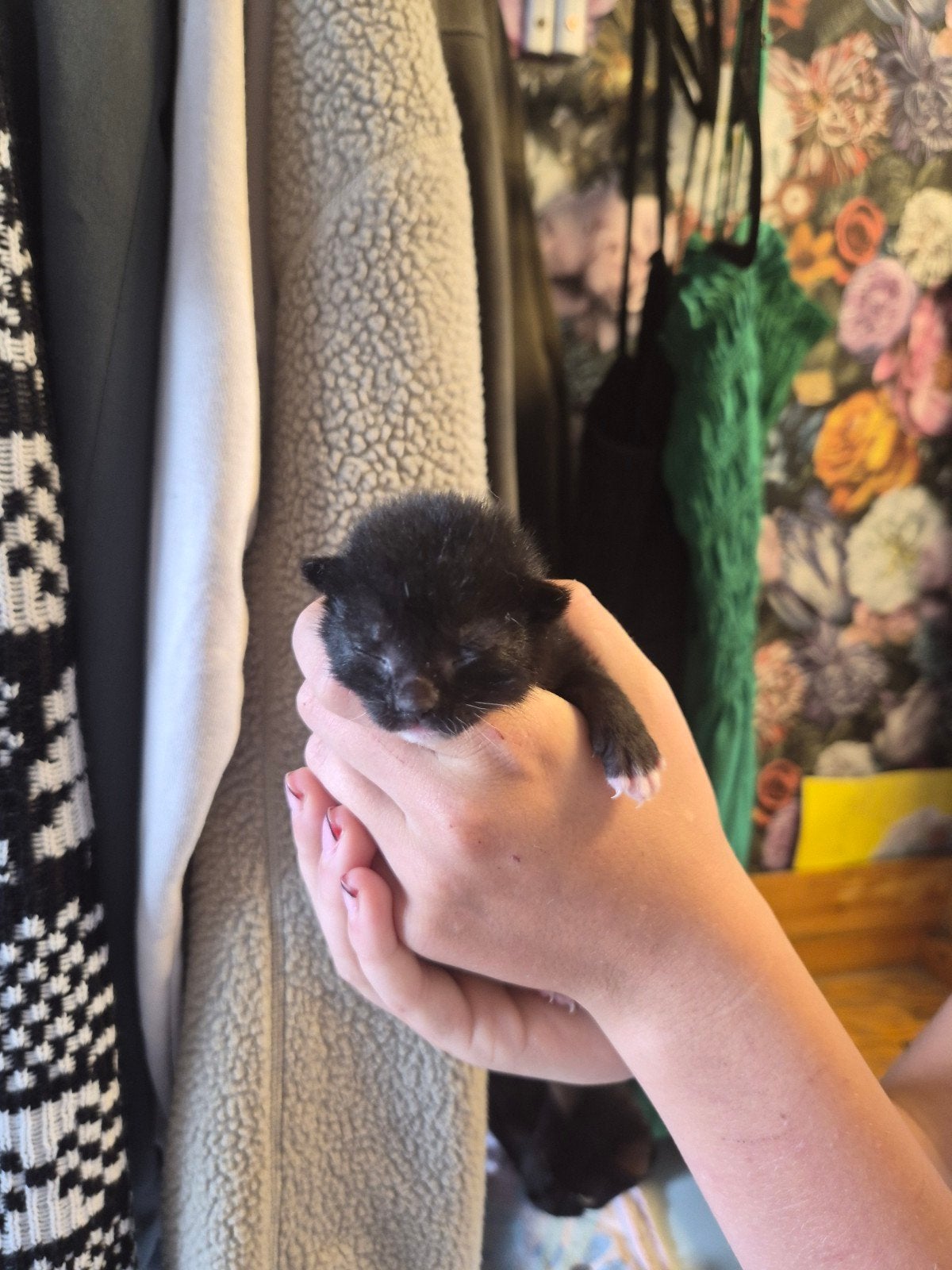 Kittens, Meerdere dieren