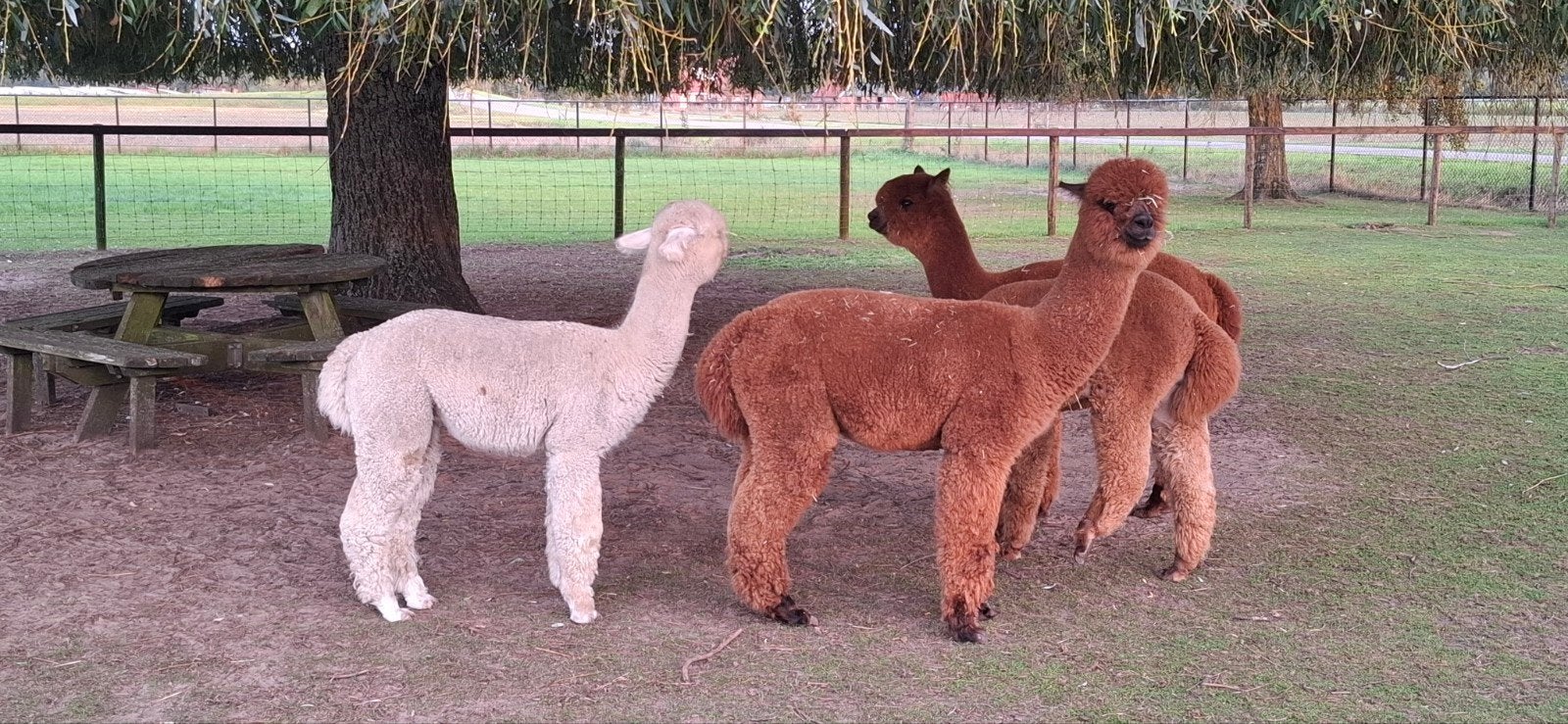 Alpaca hengsten, Mei, Mannelijk