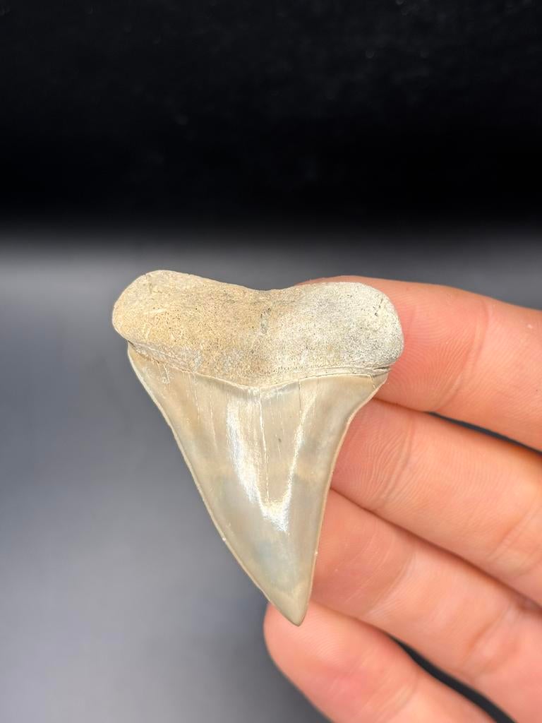 Mako fossiele haaientand Lee Creek, Verzamelen, Mineralen en Fossielen, Ophalen of Verzenden, Fossiel