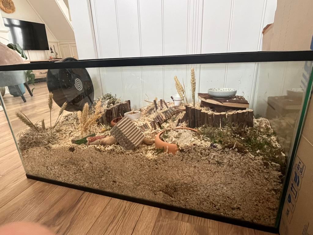 Hamsterhok terrarium hamsterscapinghok, Dieren en Toebehoren, Muis, Zo goed als nieuw, Hok, 75 tot 110 cm