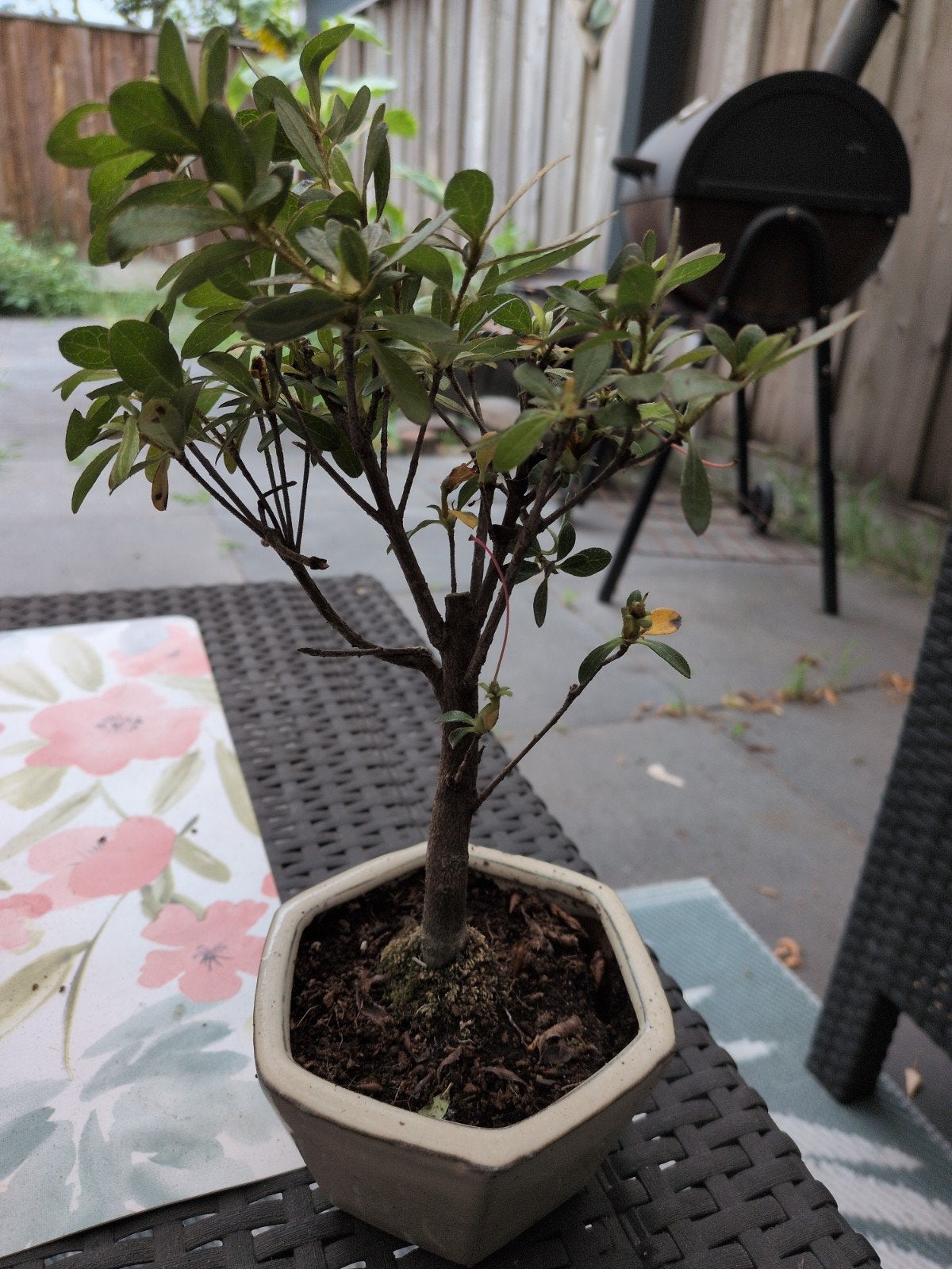 Mooie Azalea Bonsai - Perfect voor binnen of buiten, Overige soorten, Vaste plant, Ophalen of Verzenden, Halfschaduw
