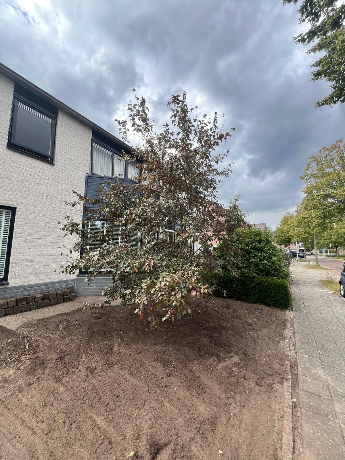 Sierboom - Prachtige blikvanger, Tuin en Terras, Planten | Bomen, Ophalen, Lente, Overige soorten, 250 tot 400 cm