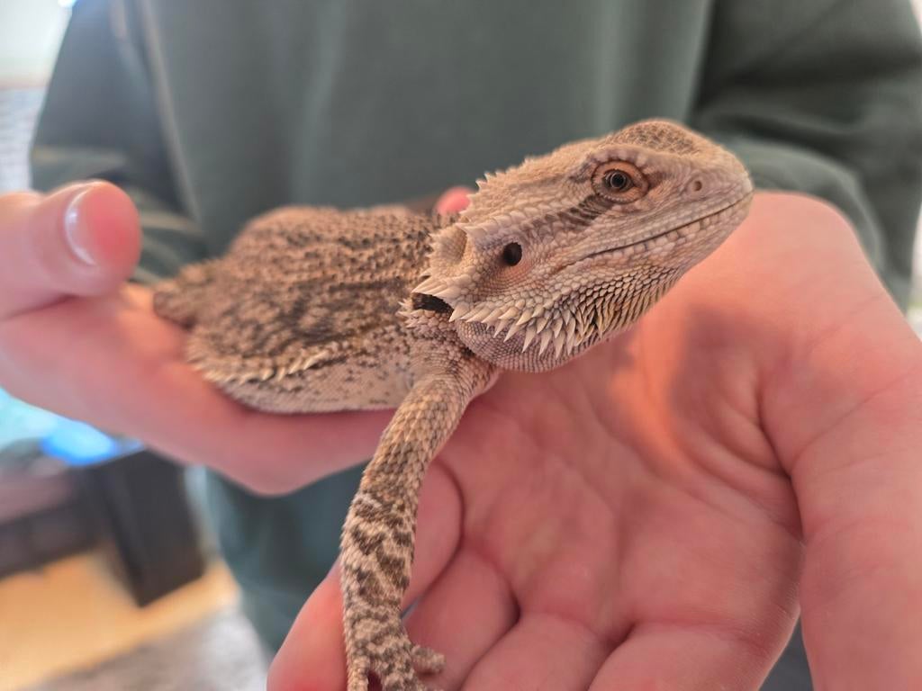 Handtamme baardagaam met terrarium, Dieren en Toebehoren, Ophalen, Gebruikt