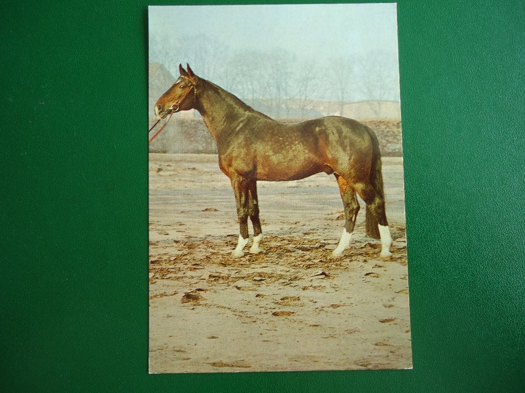 (1601) Dierenkaart: PAARD, Verzenden, 1980 tot heden, Ongelopen, Paard