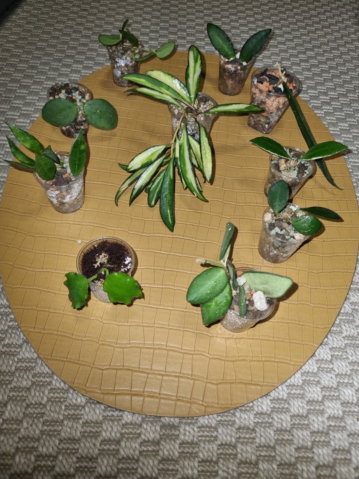 Hoya stekjes pakket 10x voor €25!, Ophalen of Verzenden, Halfschaduw, Minder dan 100 cm