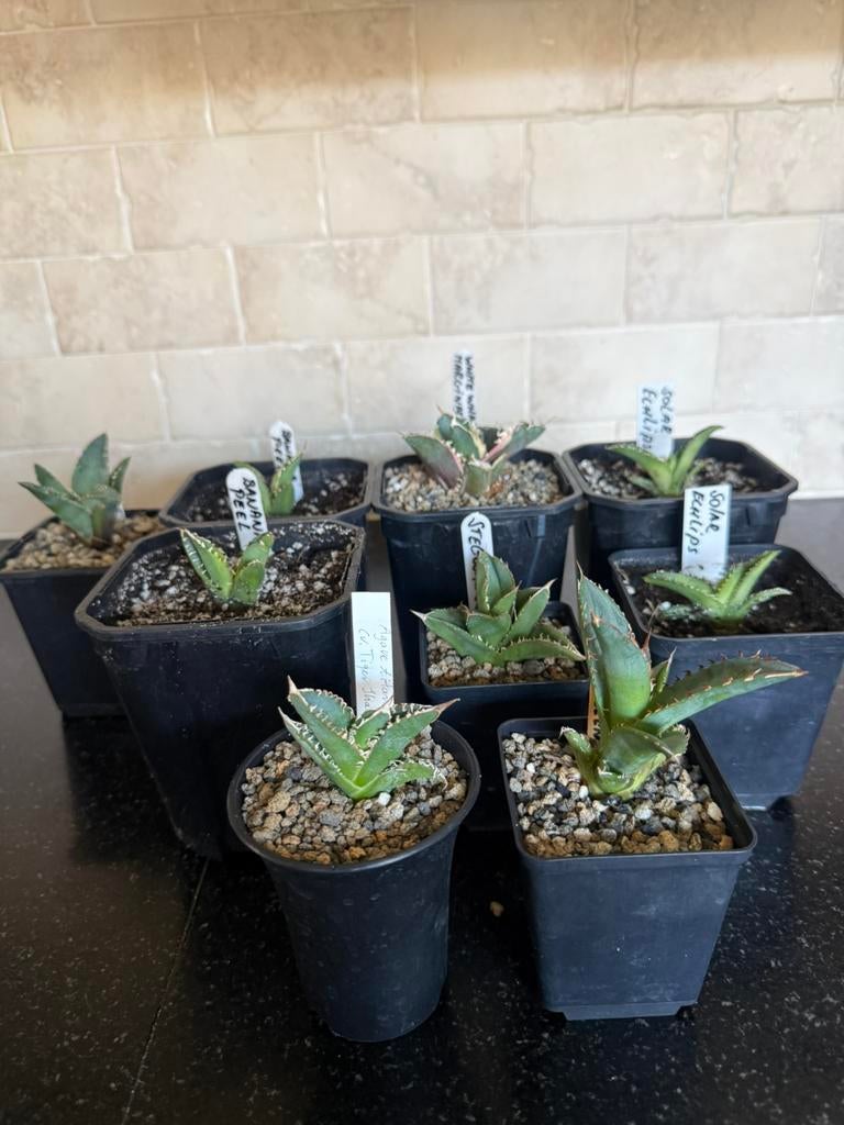 Baby Titanota’s, Tuin en Terras, Planten | Tuinplanten, Overige soorten, Volle zon, Ophalen of Verzenden