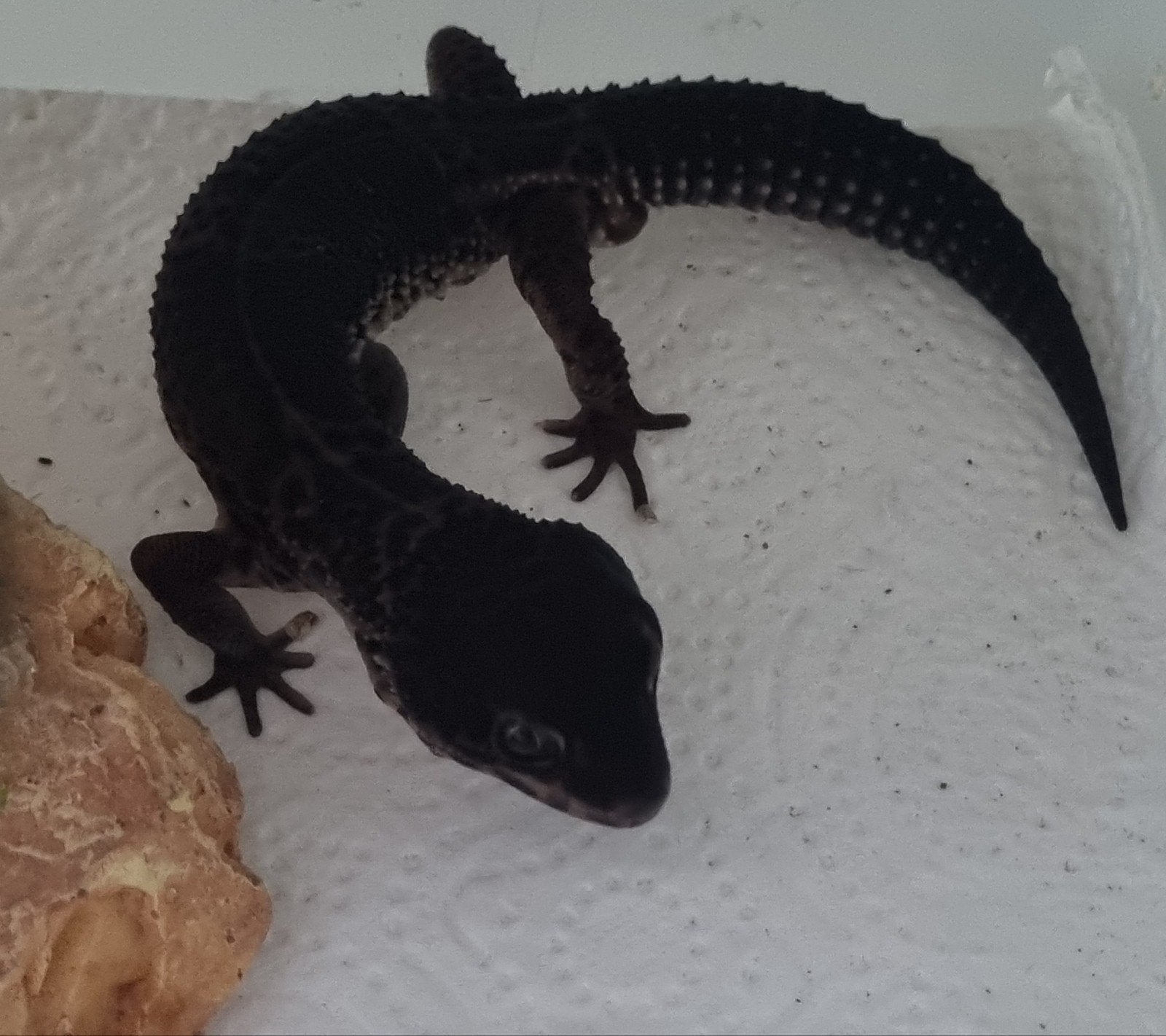 1.0 black night luipaardgekko man / eublepharis macularius