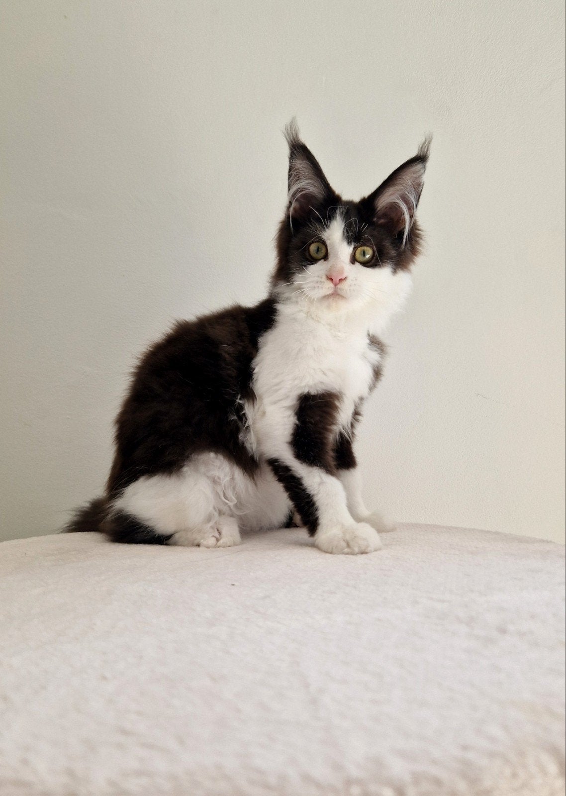 Maine coon poesje met stamboom beschikbaar 🌸, 0 tot 2 jaar