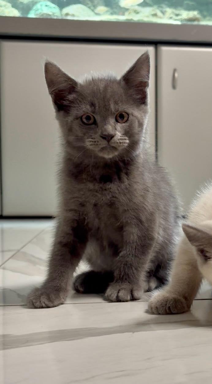 Maine Coon x Britse Korthaar kittens, Dieren en Toebehoren, Meerdere dieren, Ontwormd, 0 tot 2 jaar