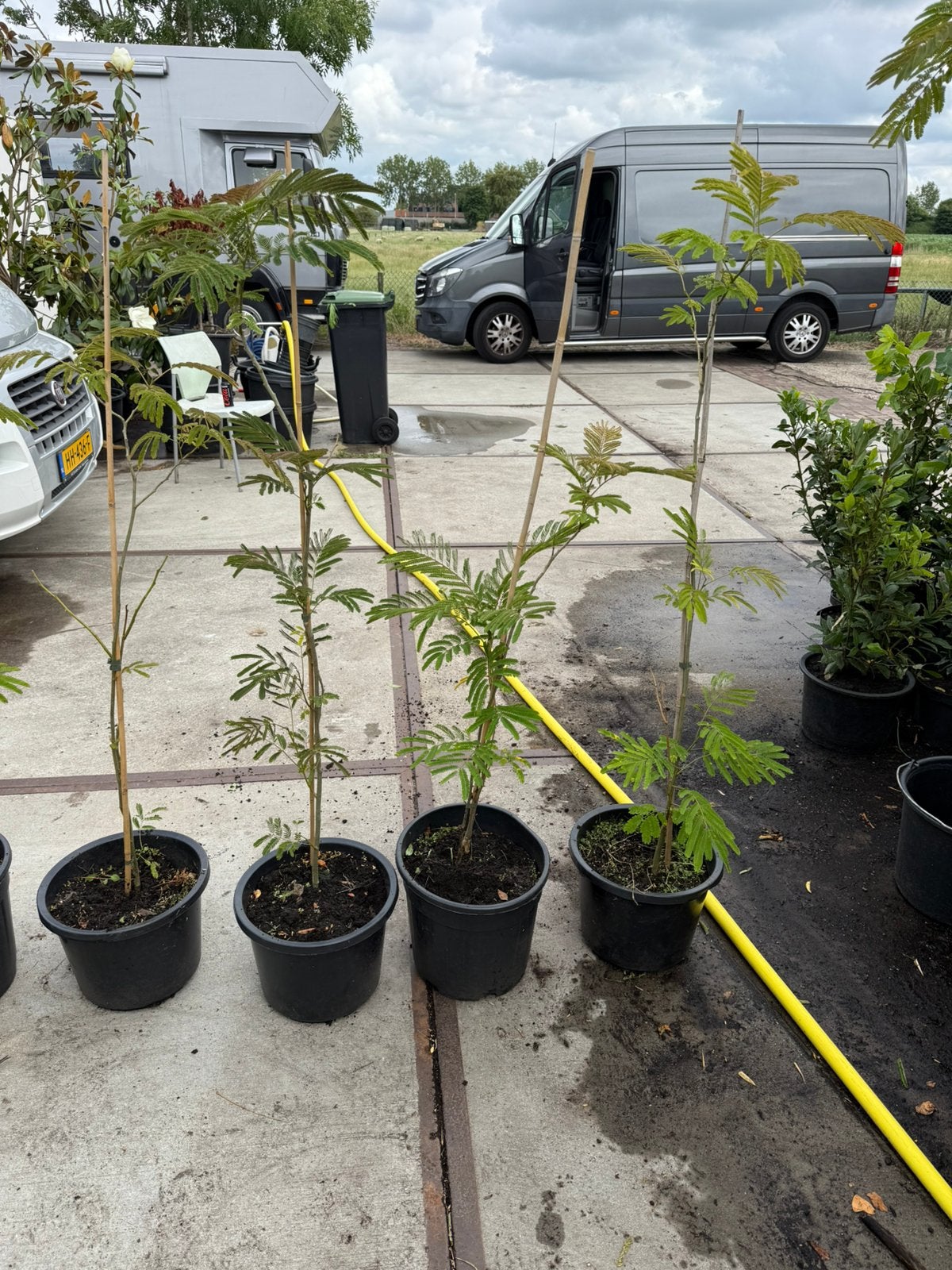 Jonge slaap boompjes goed geworteld grote pot nu  aanbieding, Volle zon, Vaste plant, Zomer, Ophalen