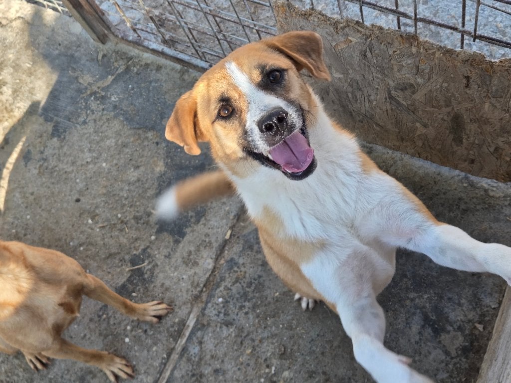 Lieve, aanhankelijke Philly Ter adoptie, Particulier, Reu, 1 tot 2 jaar, Buitenland