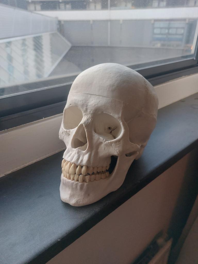 Didactisch anatomisch model menselijke schedel, Ophalen of Verzenden, Nieuw