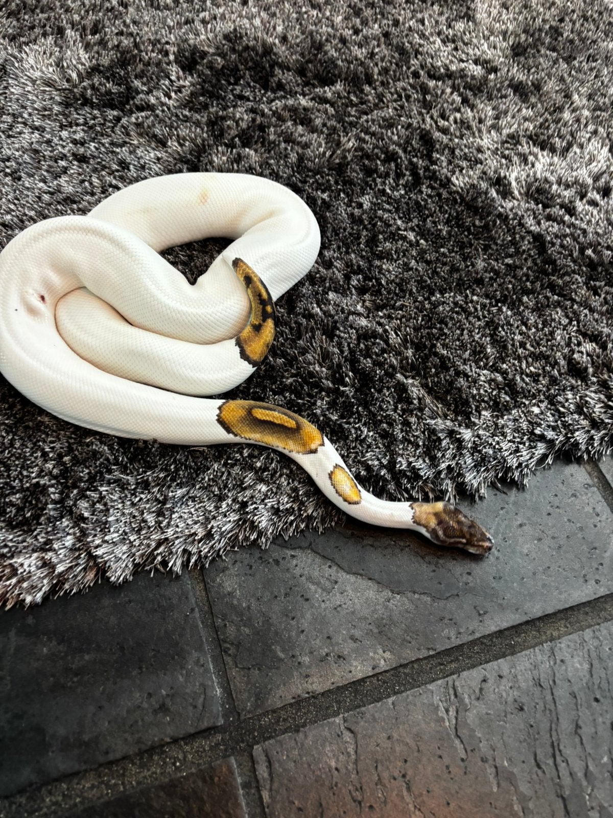 Koningspython Ball Python - unknown for sale from tristan