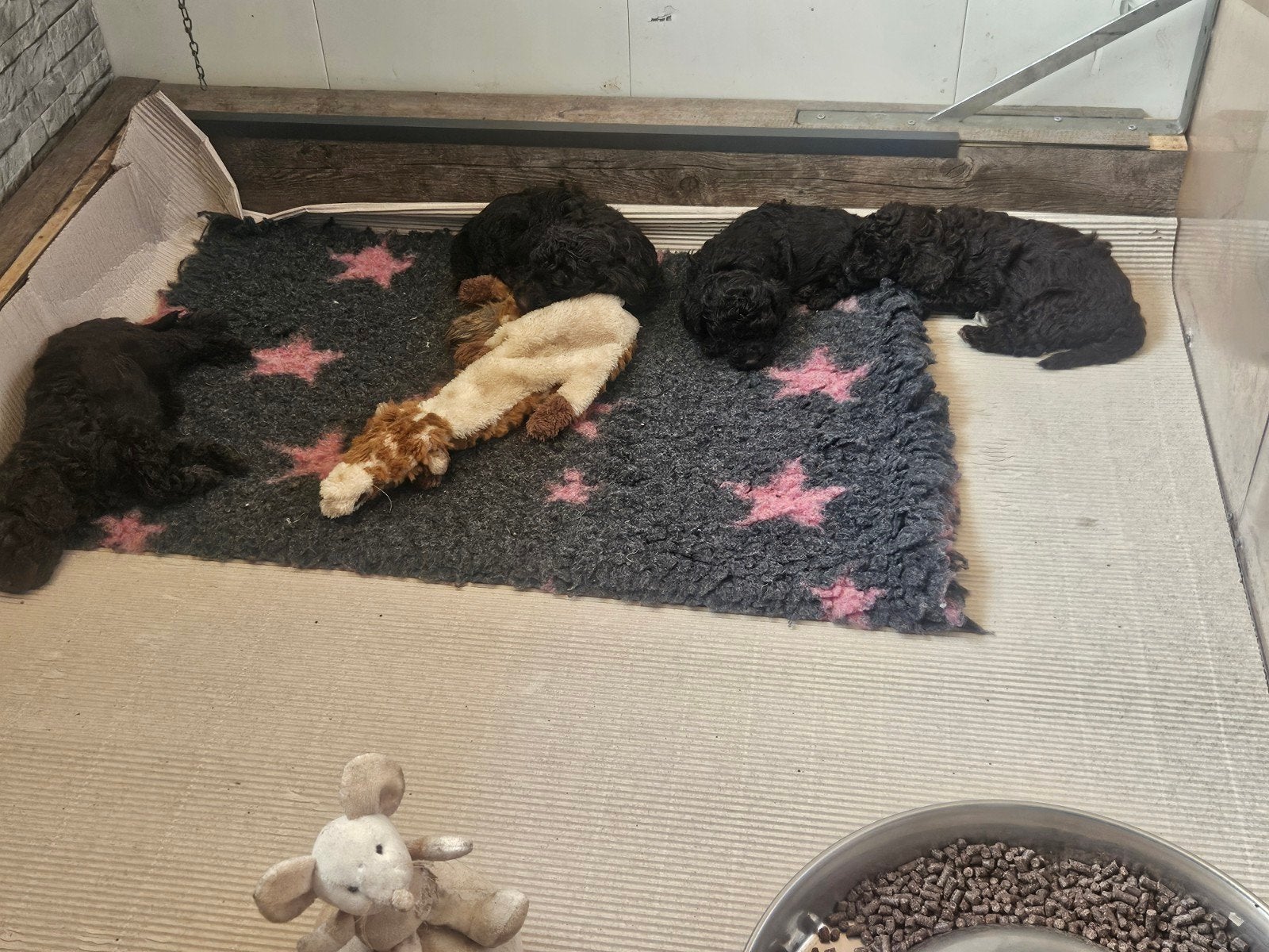 Mini Labradoodle, Dieren en Toebehoren, Honden | Chihuahua's en Gezelschapshonden, Overige rassen, Meerdere, Meerdere dieren, Nederland