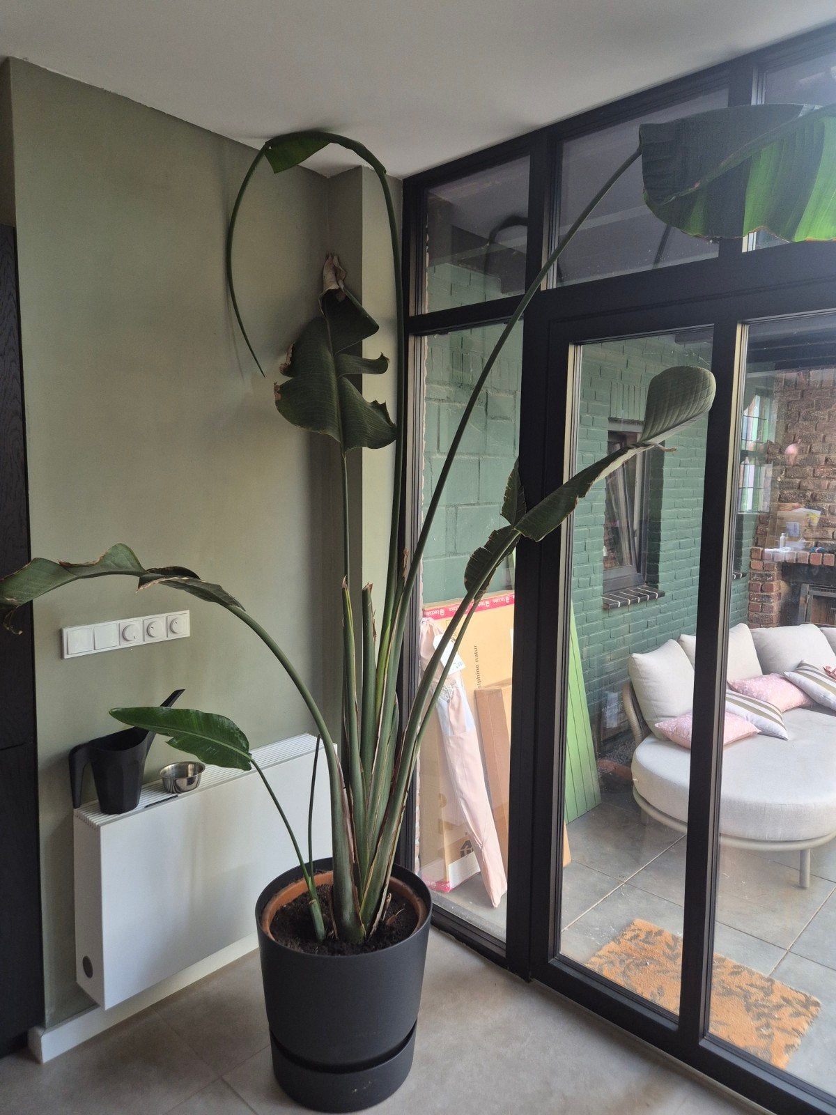 Grote Strelizia, Huis en Inrichting, Ophalen, Halfschaduw