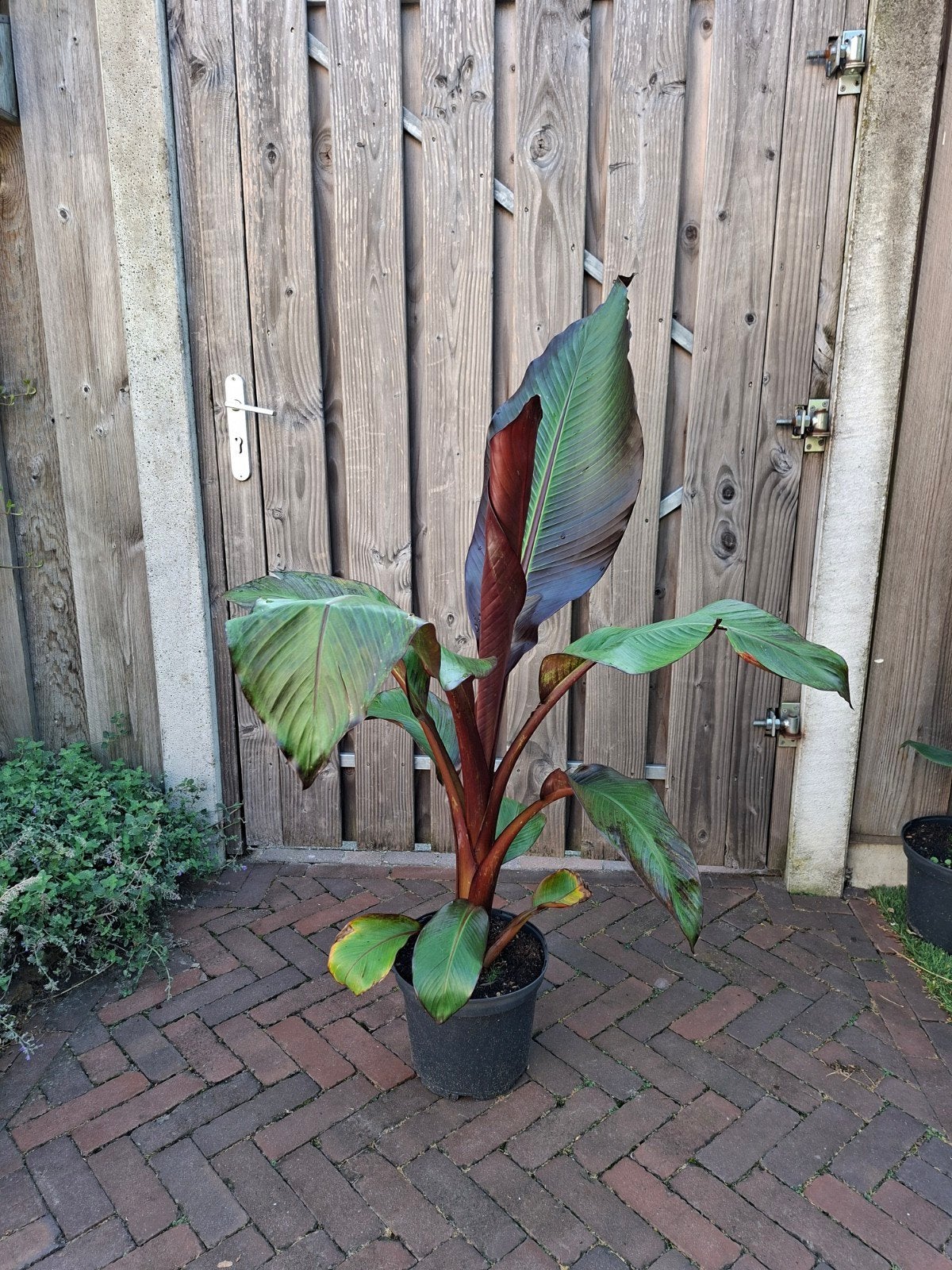 Ensete ventricosum maurelii, rode abbesijnse banaan, Tuin en Terras, Ophalen, Vaste plant, Overige soorten, Volle zon
