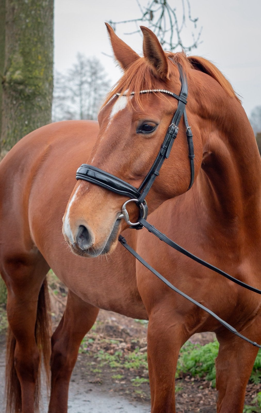 Lief weidemaatje en recreatiepaard zoekt goed huis, Dieren en Toebehoren, Paarden, Merrie, Recreatiepaard