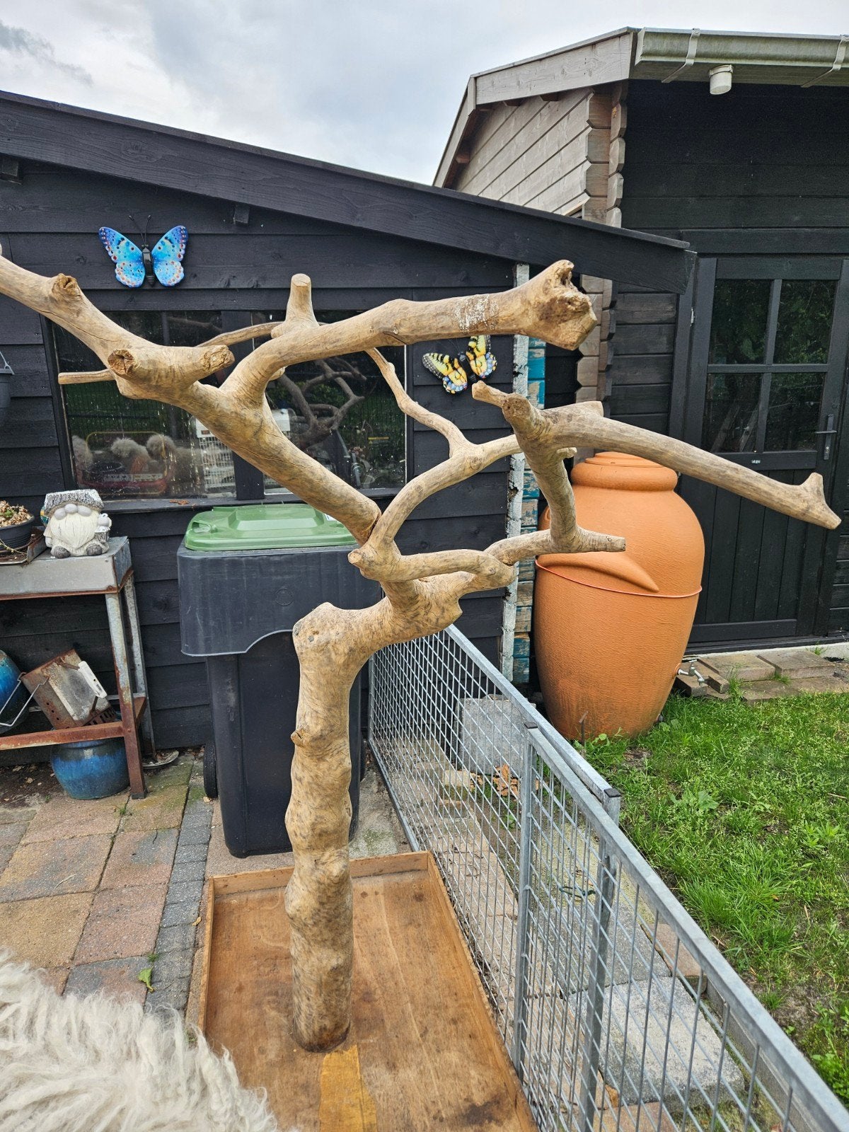 Grote javaboom voor kromsnavels., Dieren en Toebehoren, Ophalen, Gebruikt, Hout, Overige typen