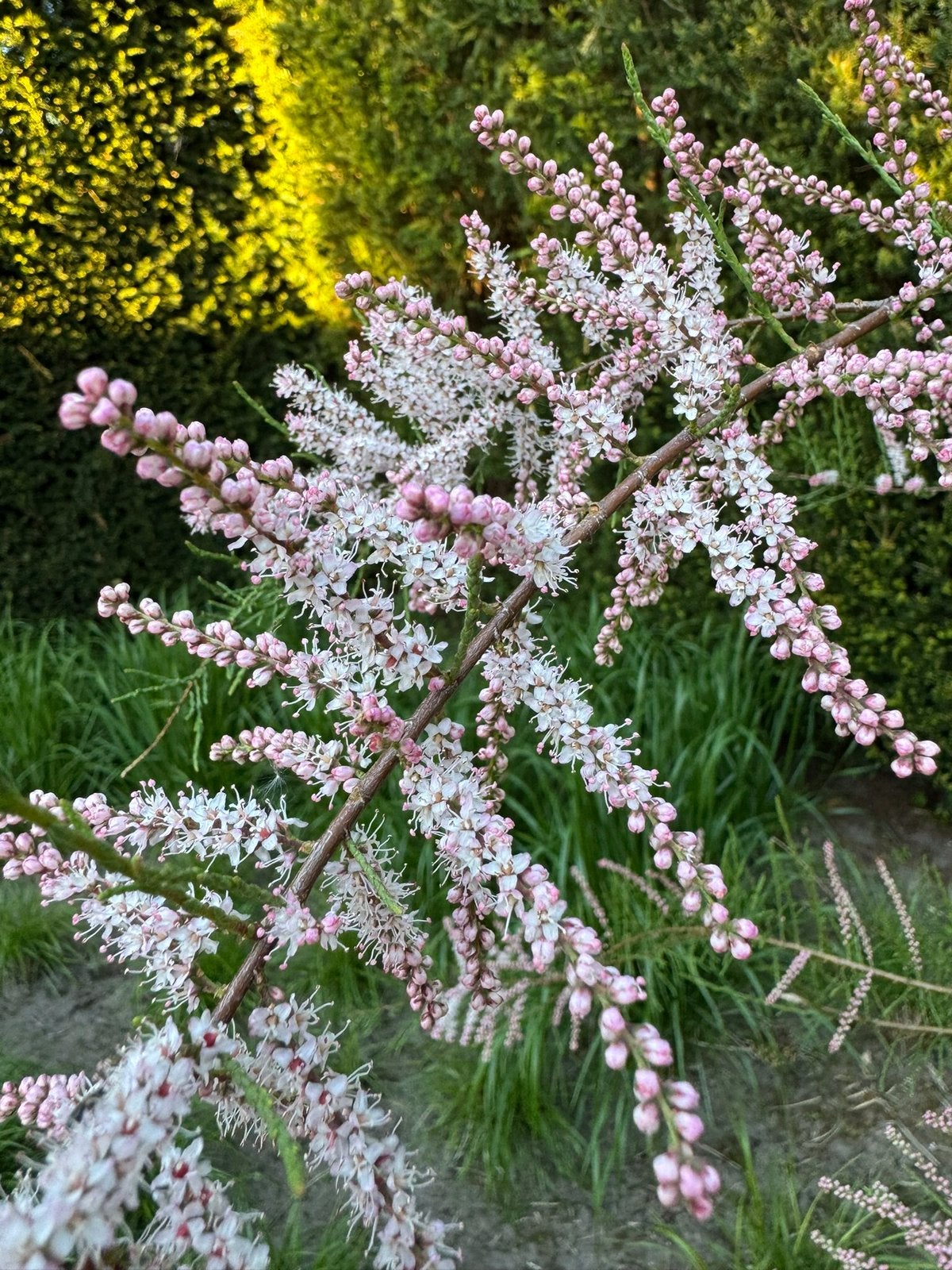 Mooi volle Tamarix gallica boom op stam, Ophalen