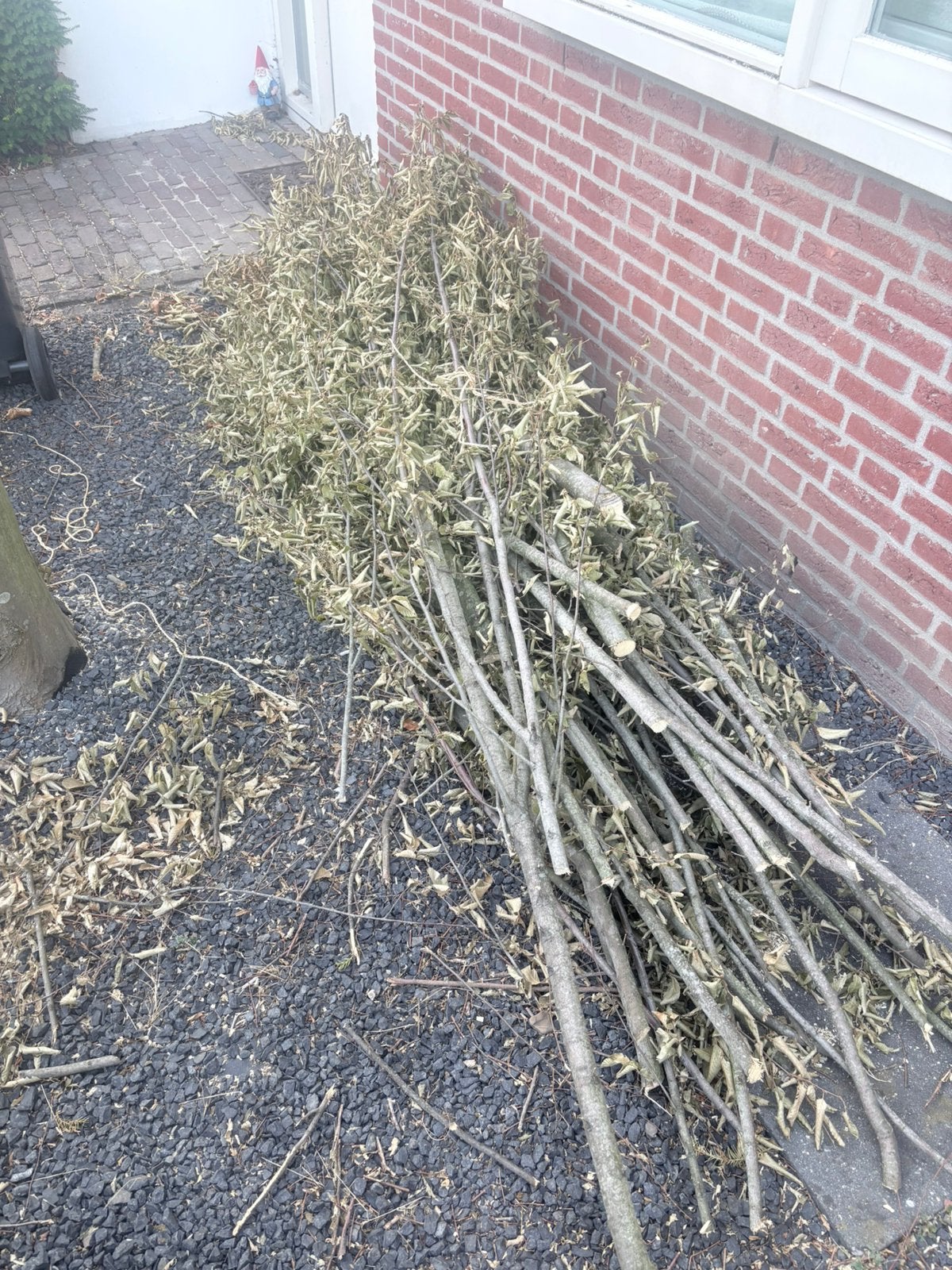 Gratis haardhout/takken p, Bloeit niet, Overige soorten, Minder dan 100 cm, Ophalen