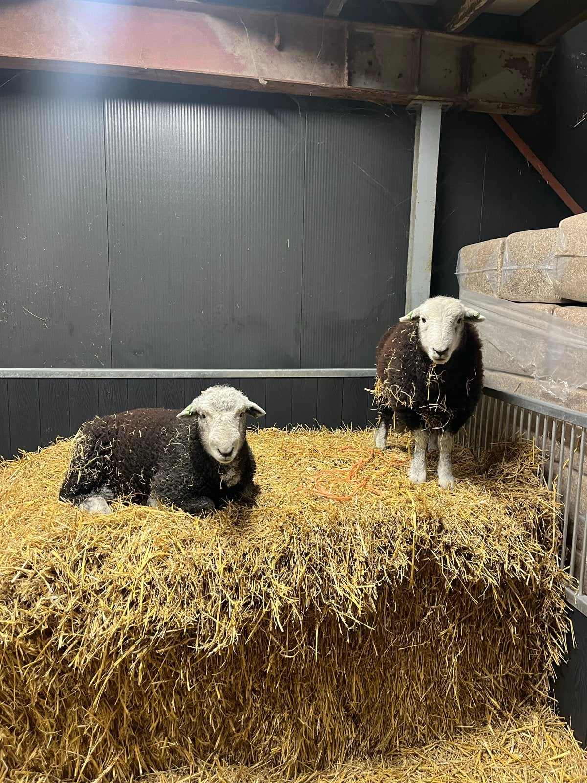 Herdwick ooi en hamel, Dieren en Toebehoren, Meerdere dieren, Schaap, 0 tot 2 jaar