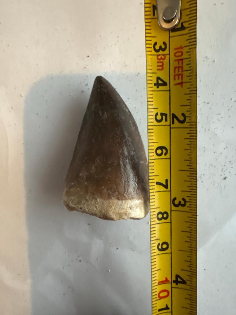 Mosasaurus tand - Khouribga, Marokko, Ophalen of Verzenden, Fossiel
