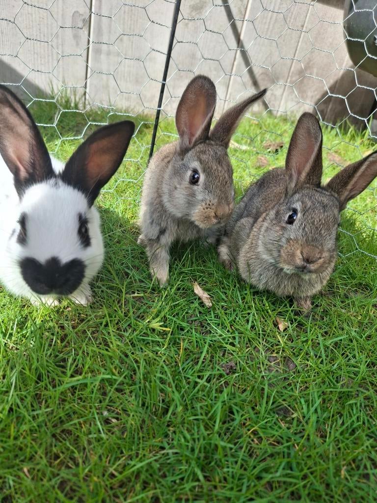 Jonge lotharinger konijntjes, Dieren en Toebehoren, Konijnen, Meerdere dieren, Middelgroot, 0 tot 2 jaar
