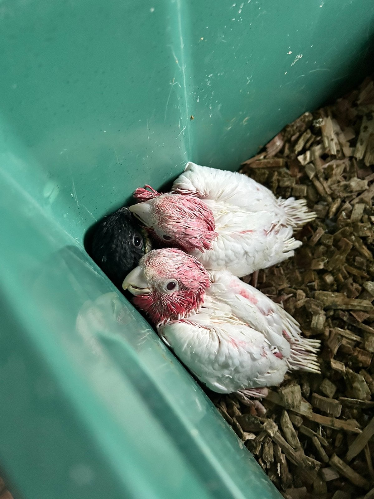 Lutino rosé kaketoe, roestkop, zwartkop,  alexanderparkiet, Dieren en Toebehoren, Meerdere dieren, Papegaai, Pratend