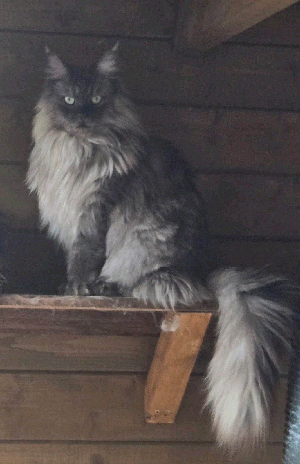 maine coon poes met stamboom, Poes, Met stamboom, 3 tot 5 jaar