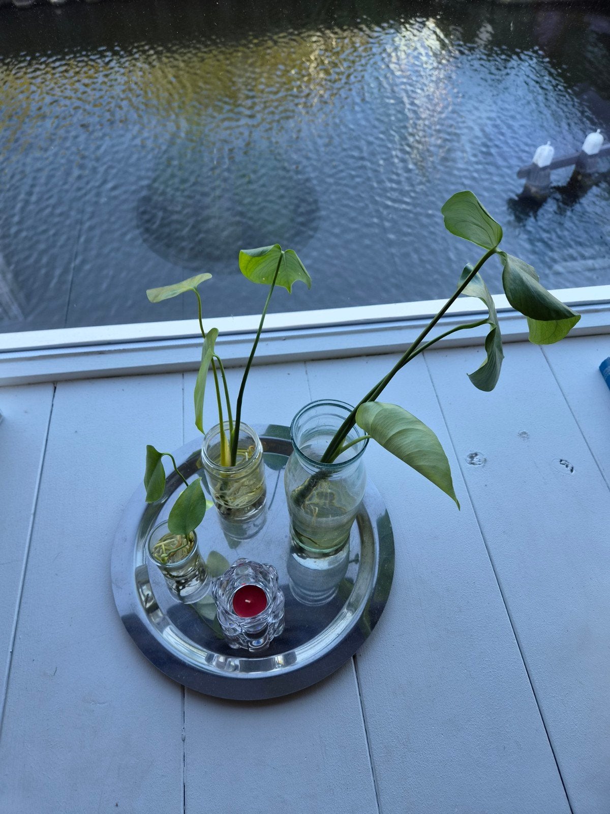 Monstera stekjes, Ophalen, Minder dan 100 cm