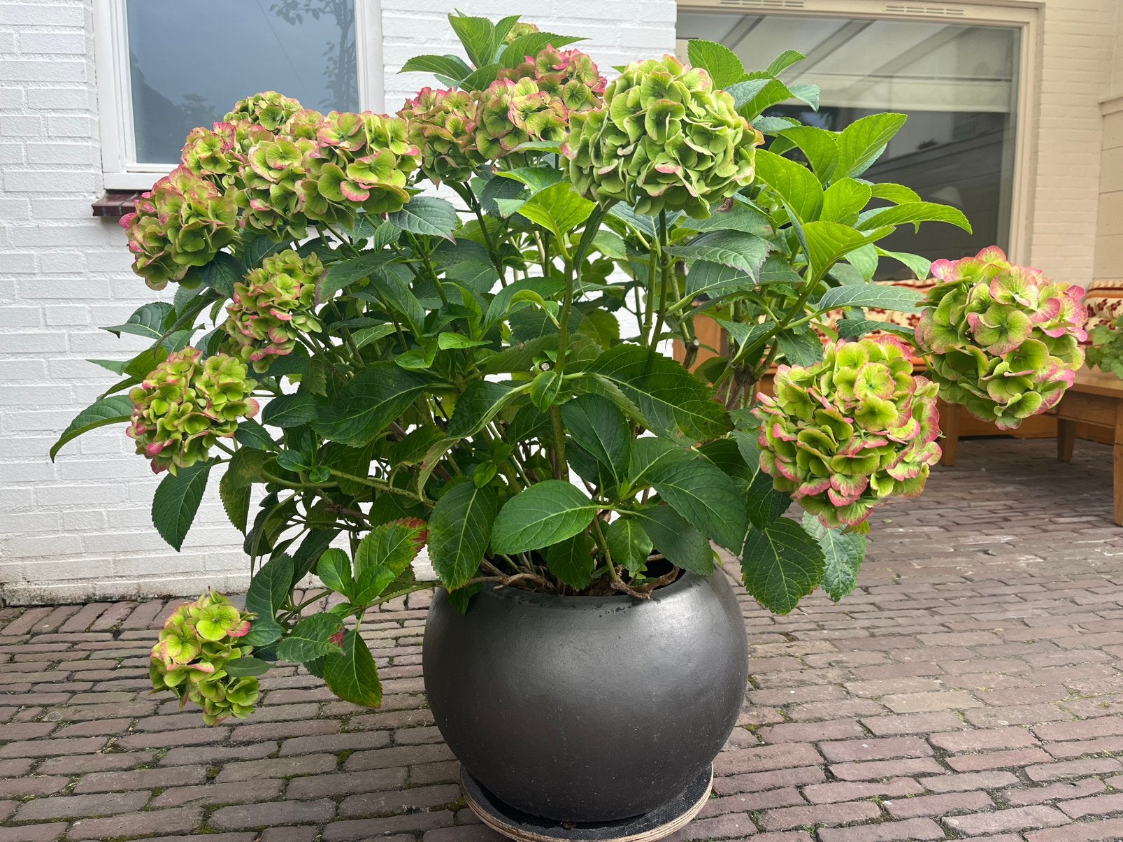 Mooie hortensia in pot, hoogte 1.20m, Tuin en Terras, Vaste plant, Volledige schaduw, Zomer, Ophalen