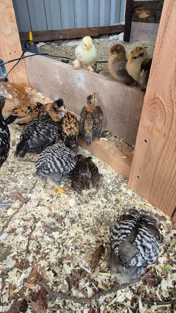 Amrocks groot en Kriel sabelpoot, Dieren en Toebehoren, Vrouwelijk, Kip