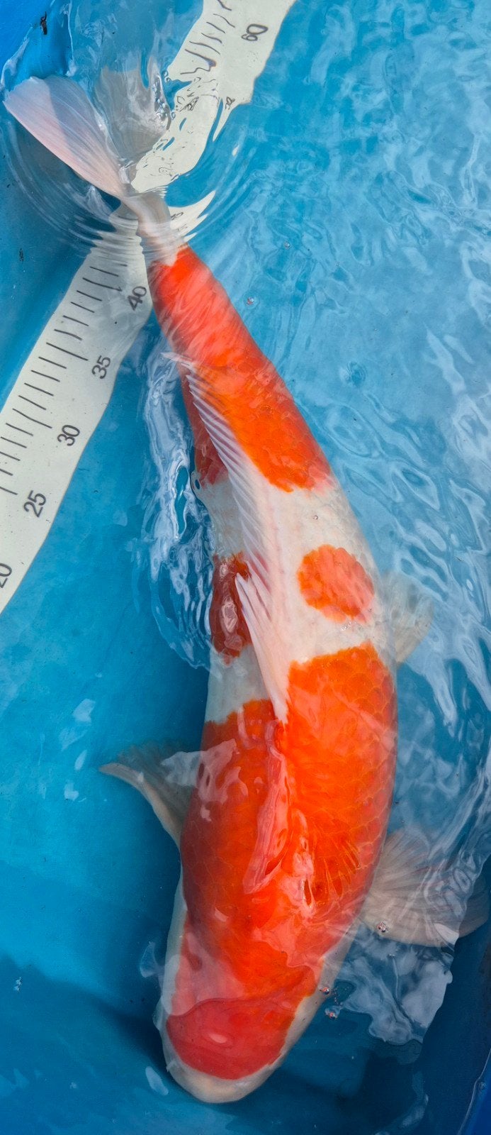Kohaku 65 cm Female kweker Hoshikin, Dieren en Toebehoren, Vissen | Vijvervissen, Karper of Koi