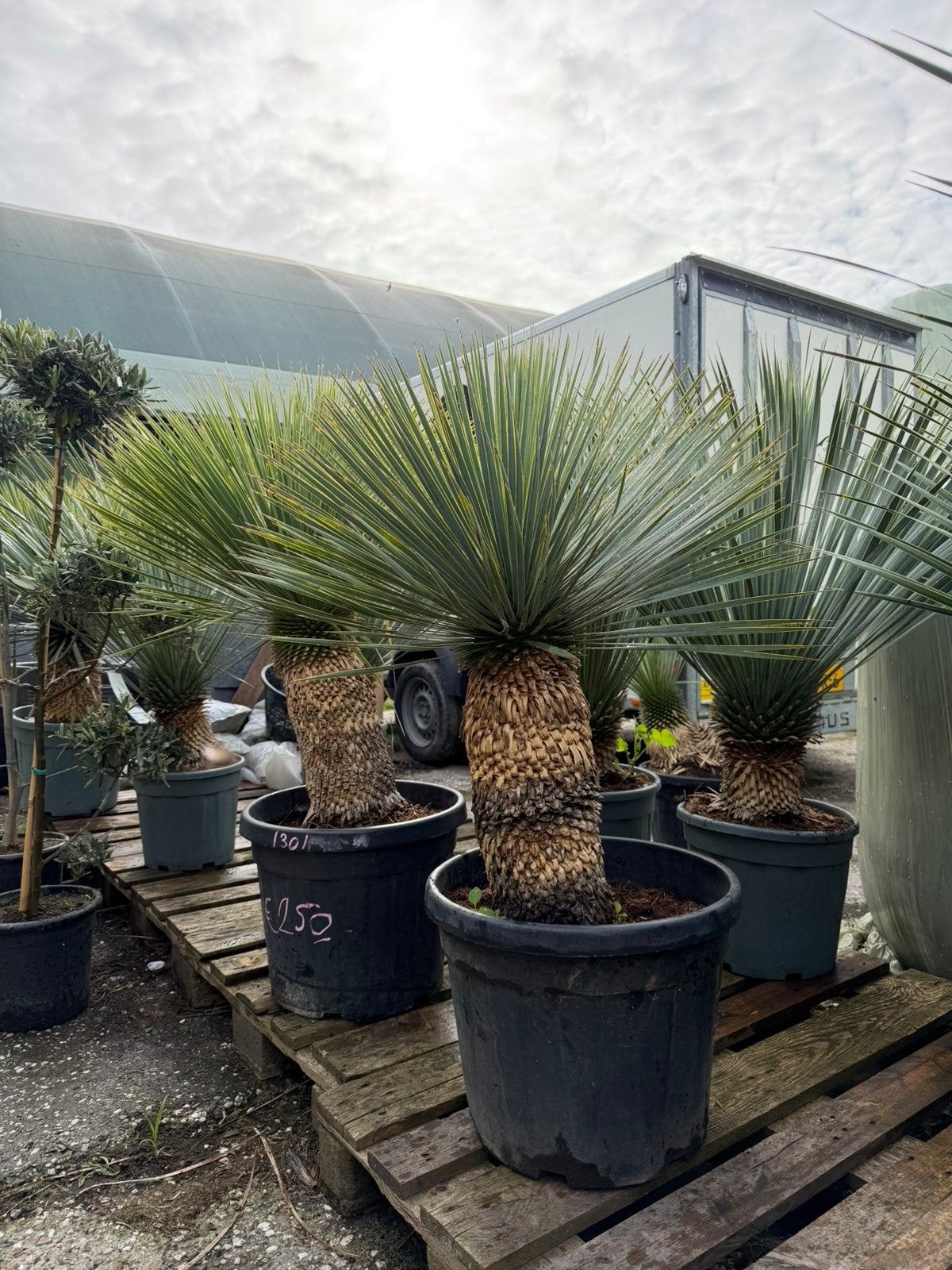 Yucca Rostrata op stam – ca. 125 cm – Potmaat 45, Tuin en Terras, Planten | Bomen, Volle zon, 100 tot 250 cm, Zomer, Overige soorten