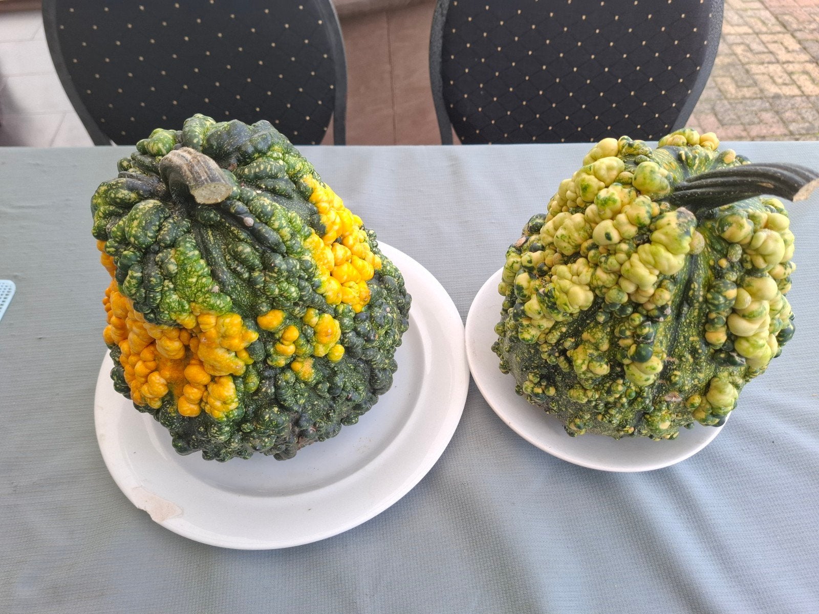 Pompoenen en kalebassen in diverse kleuren en maten, Ophalen, Eenjarig