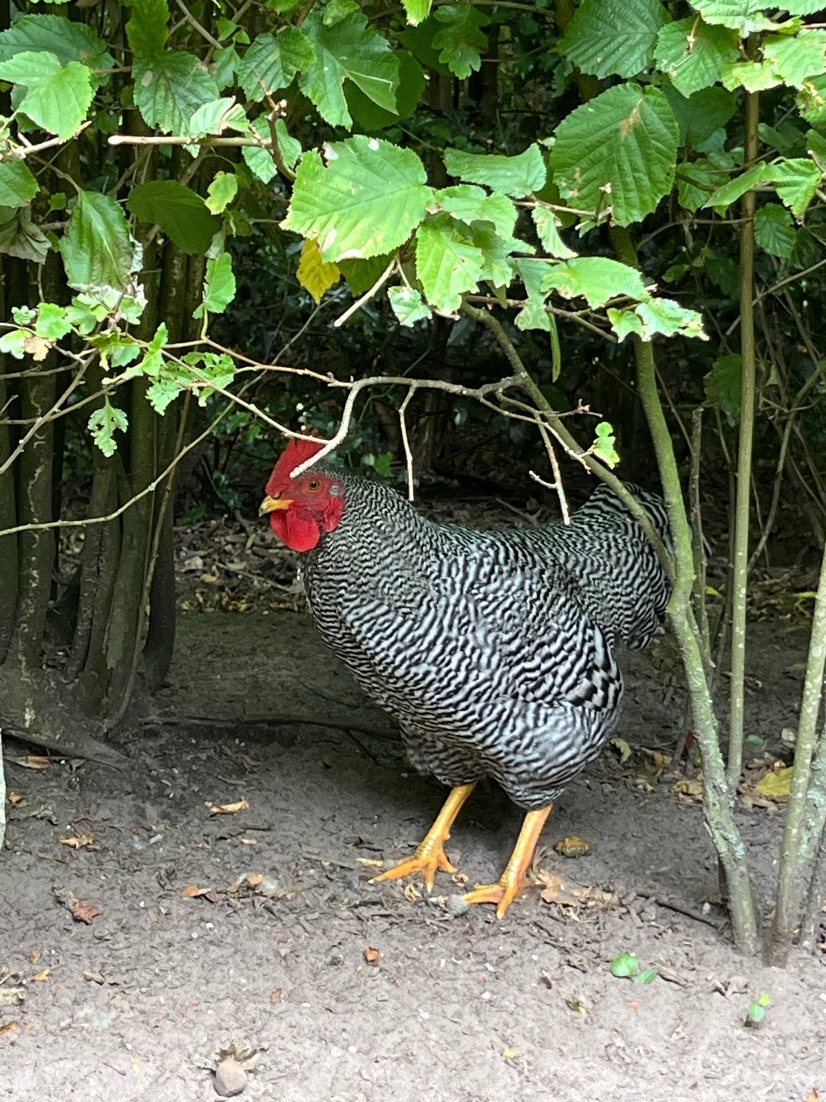Amrock haan (kriel), Dieren en Toebehoren, Pluimvee, Mannelijk, Kip