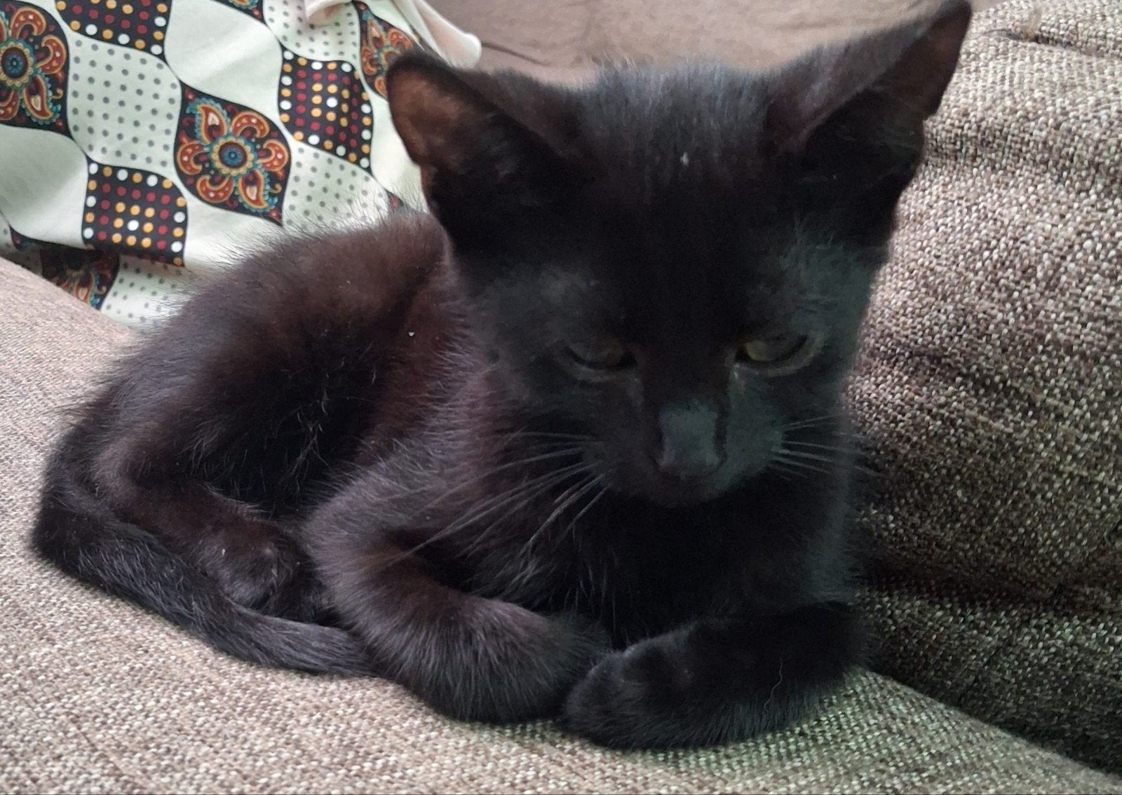 Gratis kittens, Boeken, Ophalen, Zo goed als nieuw, Katten