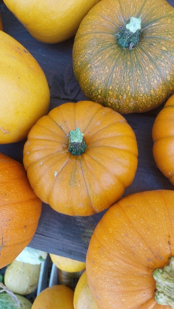 pompoen en kalabassen te koop, Ophalen, Nieuw