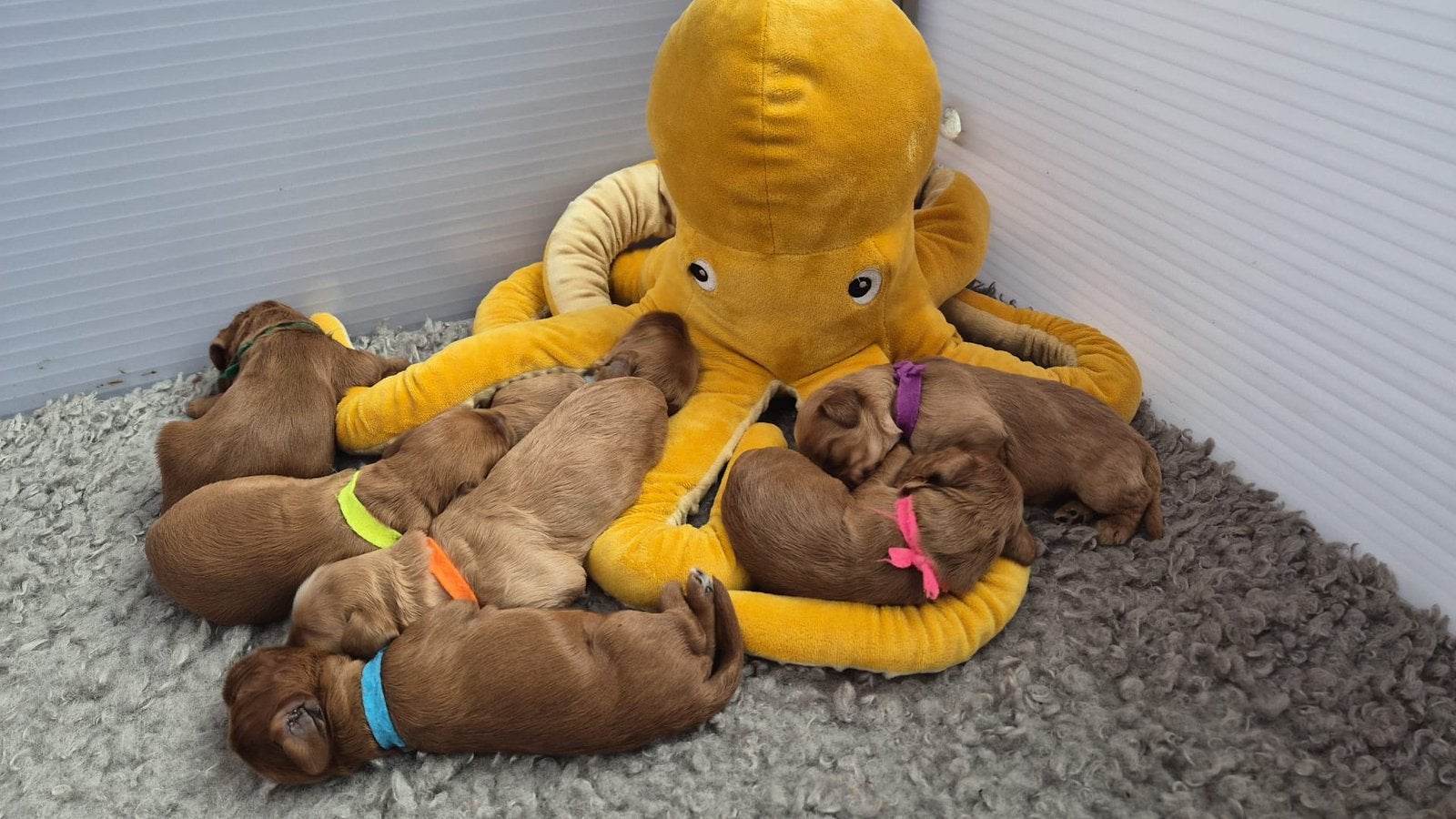 Australian labradoodle, Dieren en Toebehoren, Honden | Retrievers, Spaniëls en Waterhonden, Parvo, 8 tot 15 weken, Eén hond, Nederland