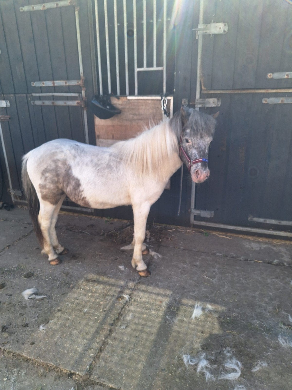 Lieve nmprs  homozygoten pintaloosa hengsje, Hengst, A pony (tot 1.17m), Met stamboom, 3 tot 6 jaar