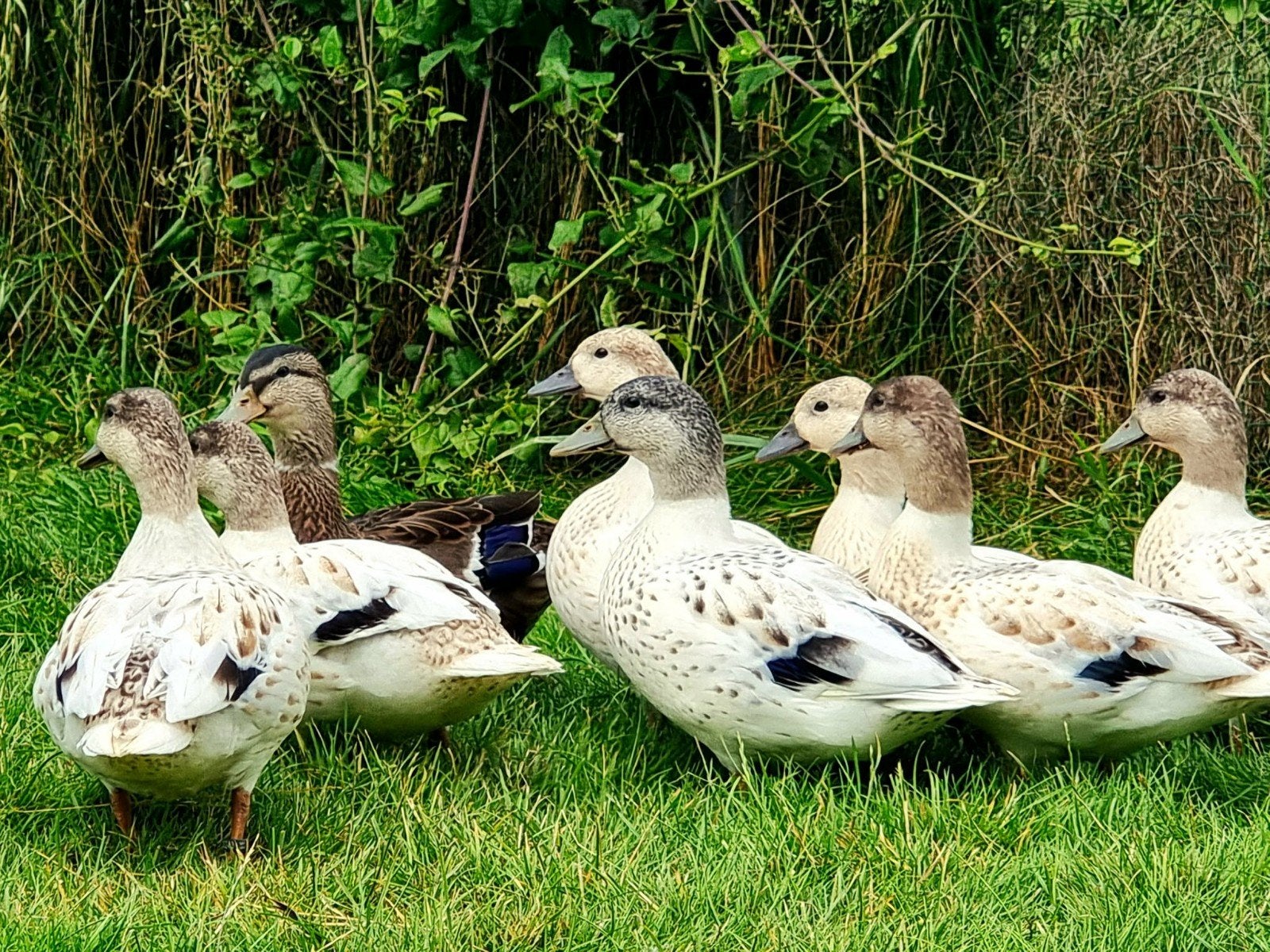 Hollandse kwakertjes, Meerdere dieren, Eend