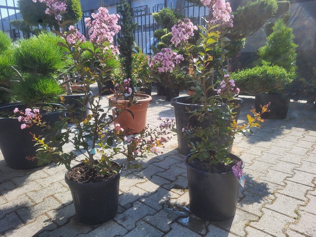 Lagerstroemia Eveline, Tuin en Terras, Volle zon, Vaste plant, Zomer, Ophalen