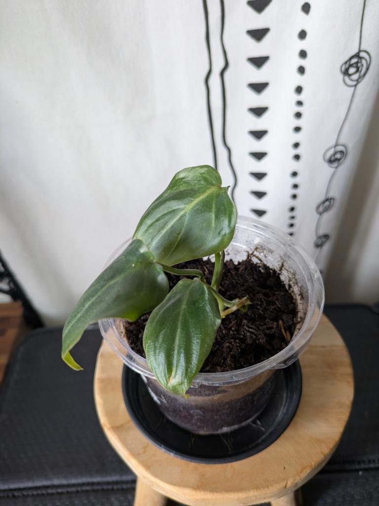 Philodendron Gloriosum, Huis en Inrichting, Kamerplanten, Minder dan 100 cm, Halfschaduw, Ophalen of Verzenden