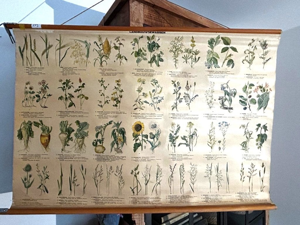 Landbouwgewassen, Antiek en Kunst, Antiek | Schoolplaten, Ophalen of Verzenden, Natuur en Biologie