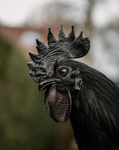 Ayam Cemani haan ruilen, Mannelijk, Kip