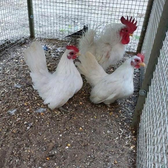 Serama's krulzijdeveer haan en 2 glad/spilt zijdeveer hennen, Dieren en Toebehoren, Pluimvee, Meerdere dieren, Kip
