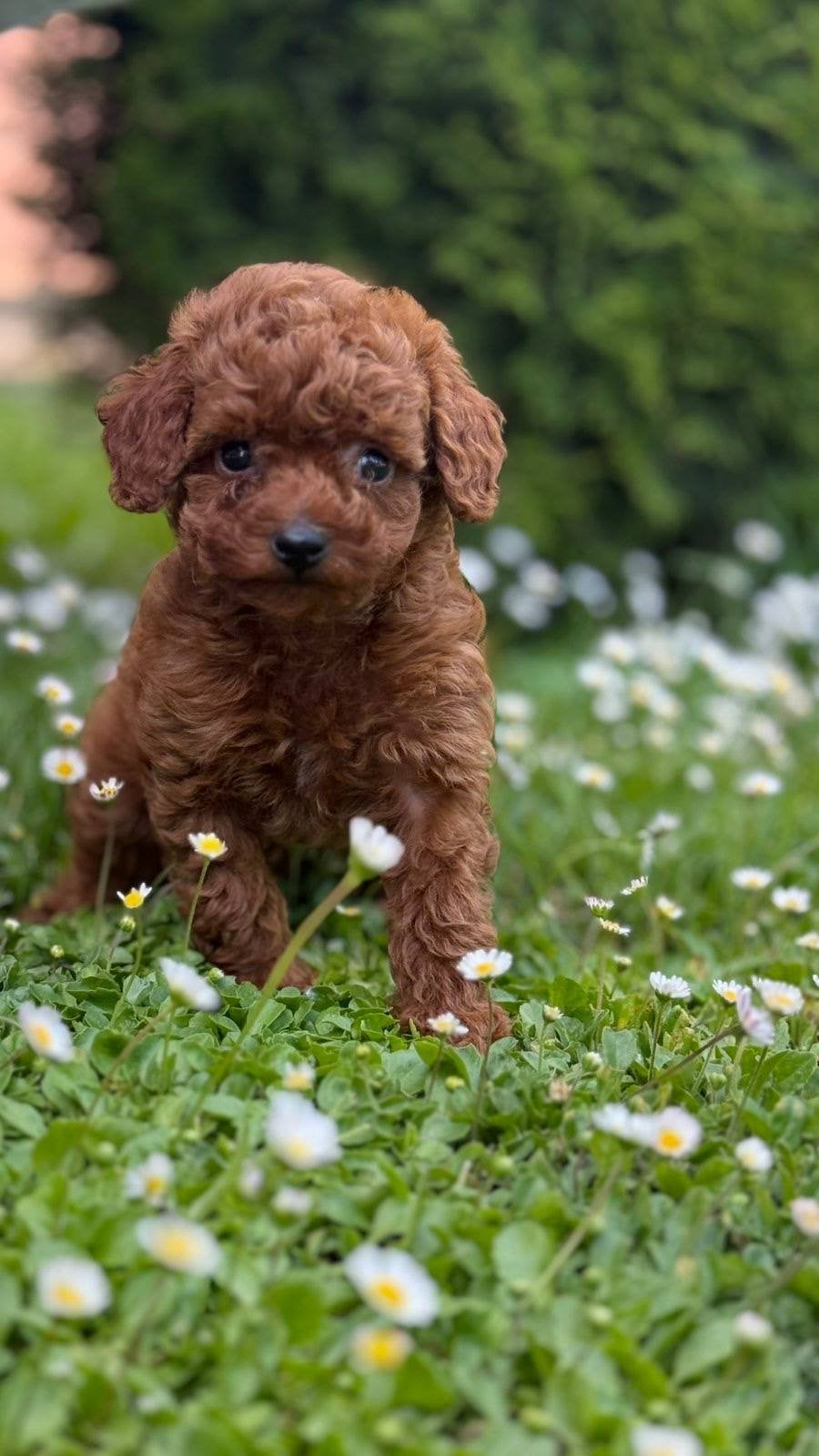 Toy Poedel mini, Poedel, Reu, 8 tot 15 weken, Parvo