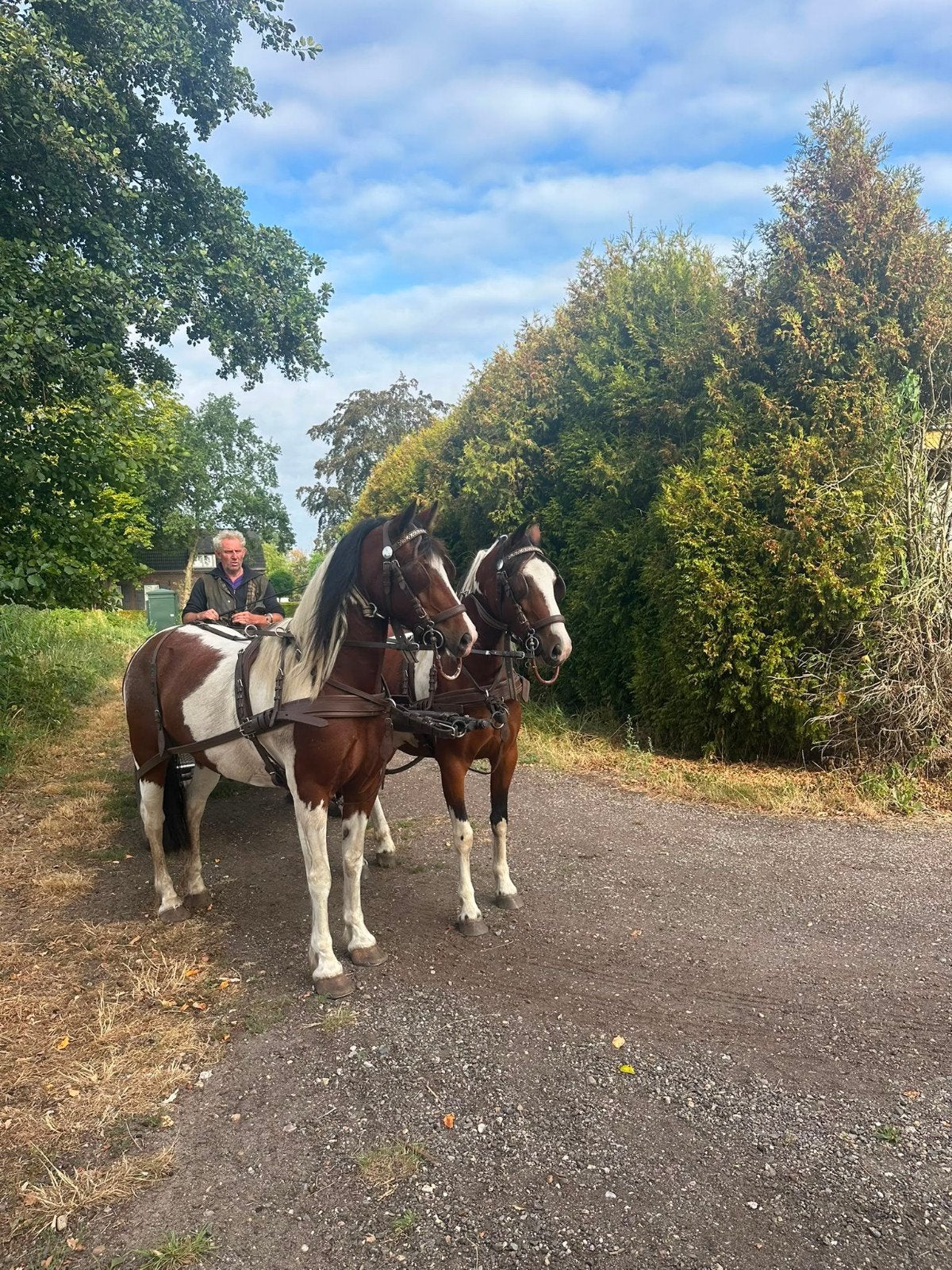 pony2-span bonte pony,s twee span mennen aangespannen merrie, Merrie, D pony (1.37m tot 1.48m), Gechipt, 0 tot 2 jaar