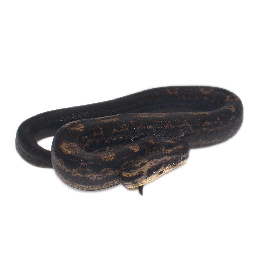 Boa Constrictor Imperator Litter 04 2026 Boa Constrictor photo 16
